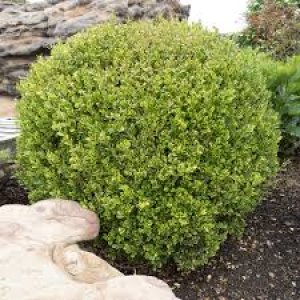 Krušpán vždyzelený (Buxus sempervirens) ´ELEGANTISSIMA´ - výška 40-50cm, kont. C12L - GUĽA